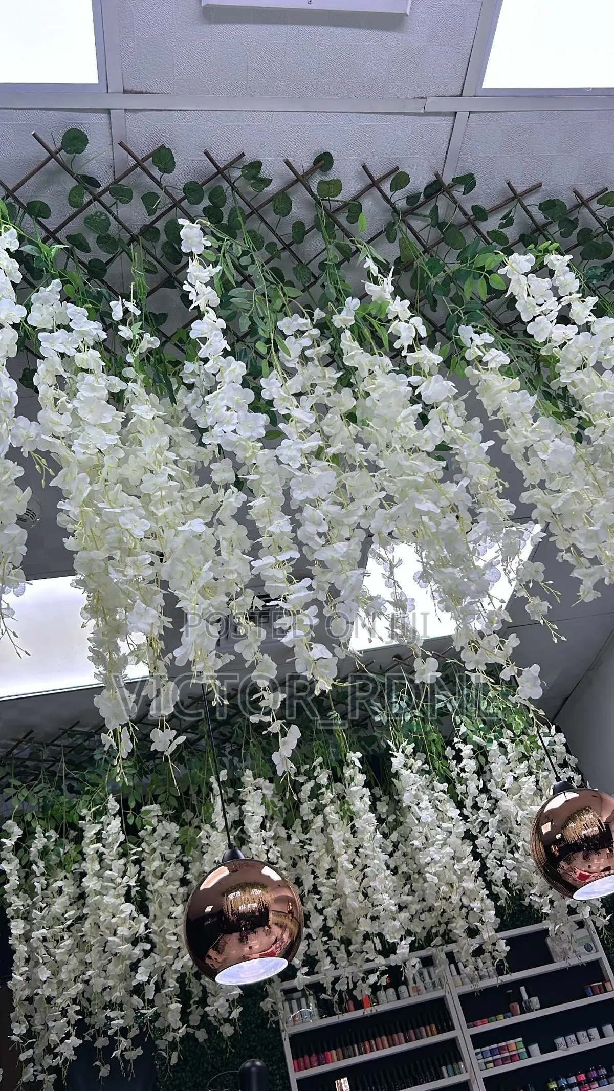 Blossoms Dropping Flower Plant