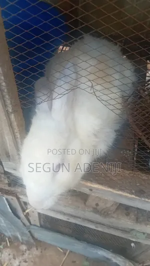 Beautiful White Rabbits for Sale – Affordable Price!