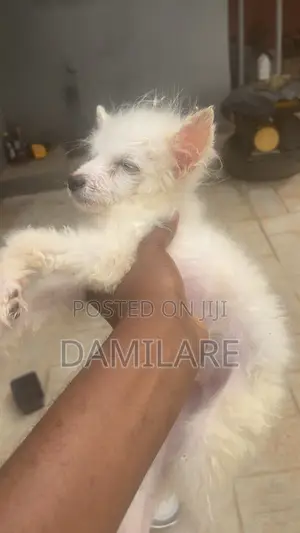3-6 months Male Purebred American Eskimo