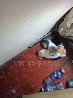 1-3 months Female Purebred Cat