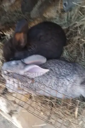 Rabbits for Breading