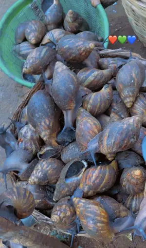 Large Giants Snails