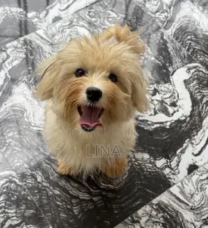 3-6 months Female Purebred Lhasa Apso