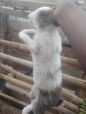 Male Rabbits for Meat