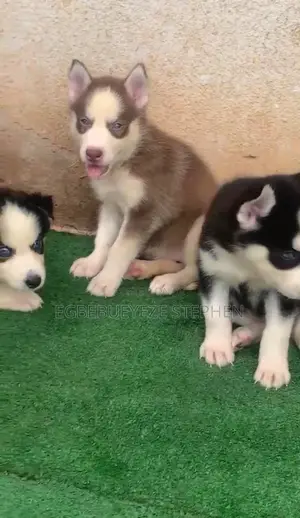 1-3 months Female Purebred Siberian Husky