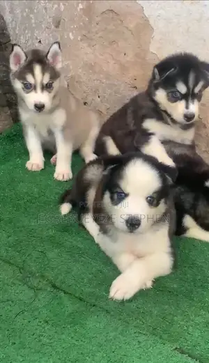1-3 months Female Purebred Siberian Husky