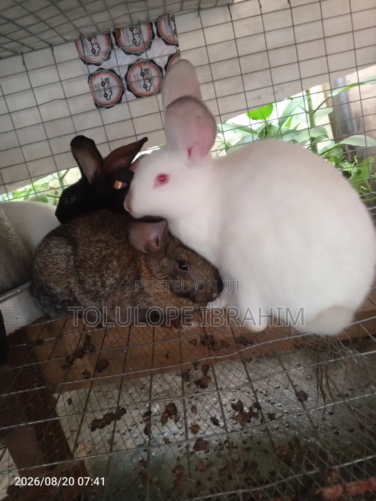 Exotic Rabbit