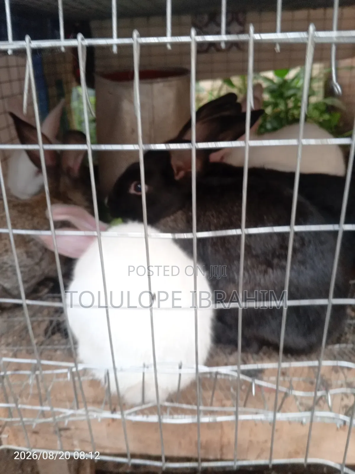 Exotic Rabbit