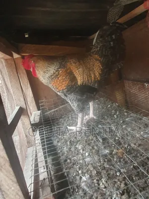 Boilers Chicken