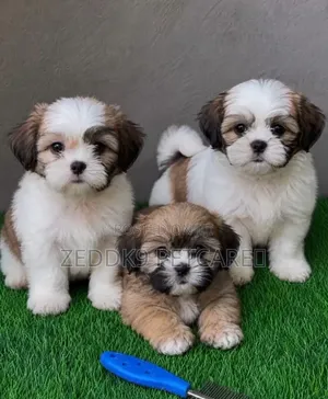 1-3 months Female Purebred Lhasa Apso