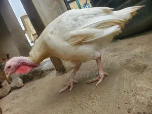 Broad Breasted White Turkey 9 Month Old Female