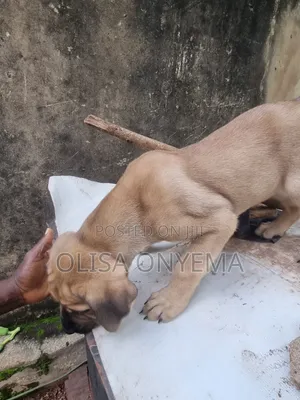 1-3 months Male Purebred Boerboel