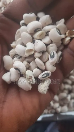 Beans Paint