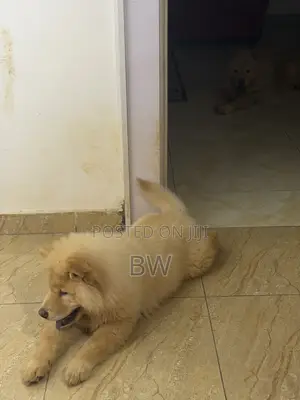 3-6 months Male Purebred Chow Chow
