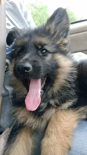 1-3 months Female Purebred German Shepherd