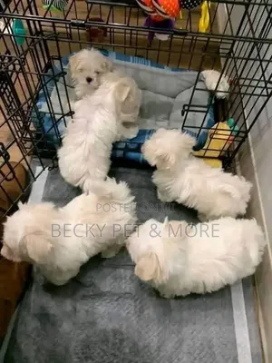 1-3 months Female Purebred Lhasa Apso