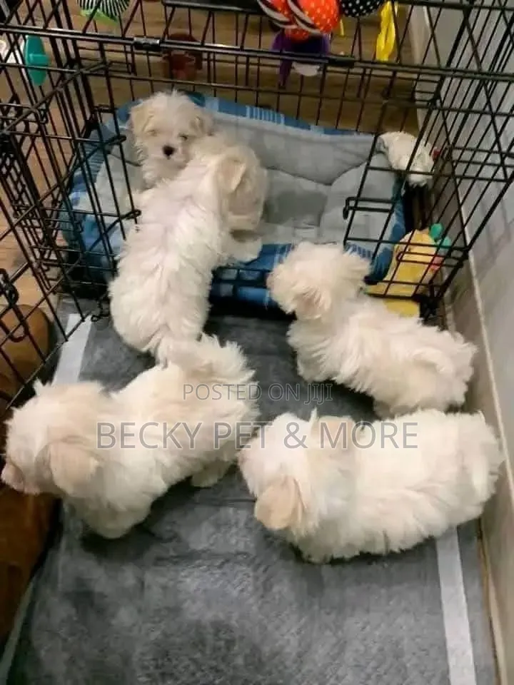 1-3 months Female Purebred Lhasa Apso