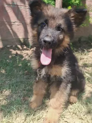 1-3 months Female Purebred German Shepherd