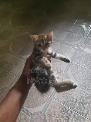 1-3 months Female Mixed Breed American Shorthair