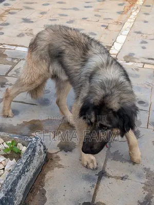 1+ year Male Purebred Caucasian Shepherd