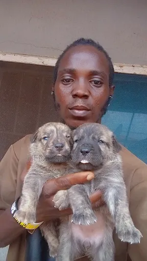 0-1 month Female Purebred Boerboel