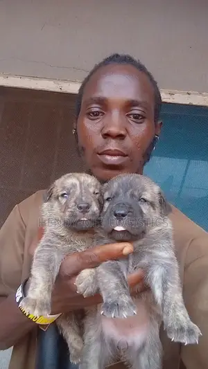 0-1 month Female Purebred Boerboel