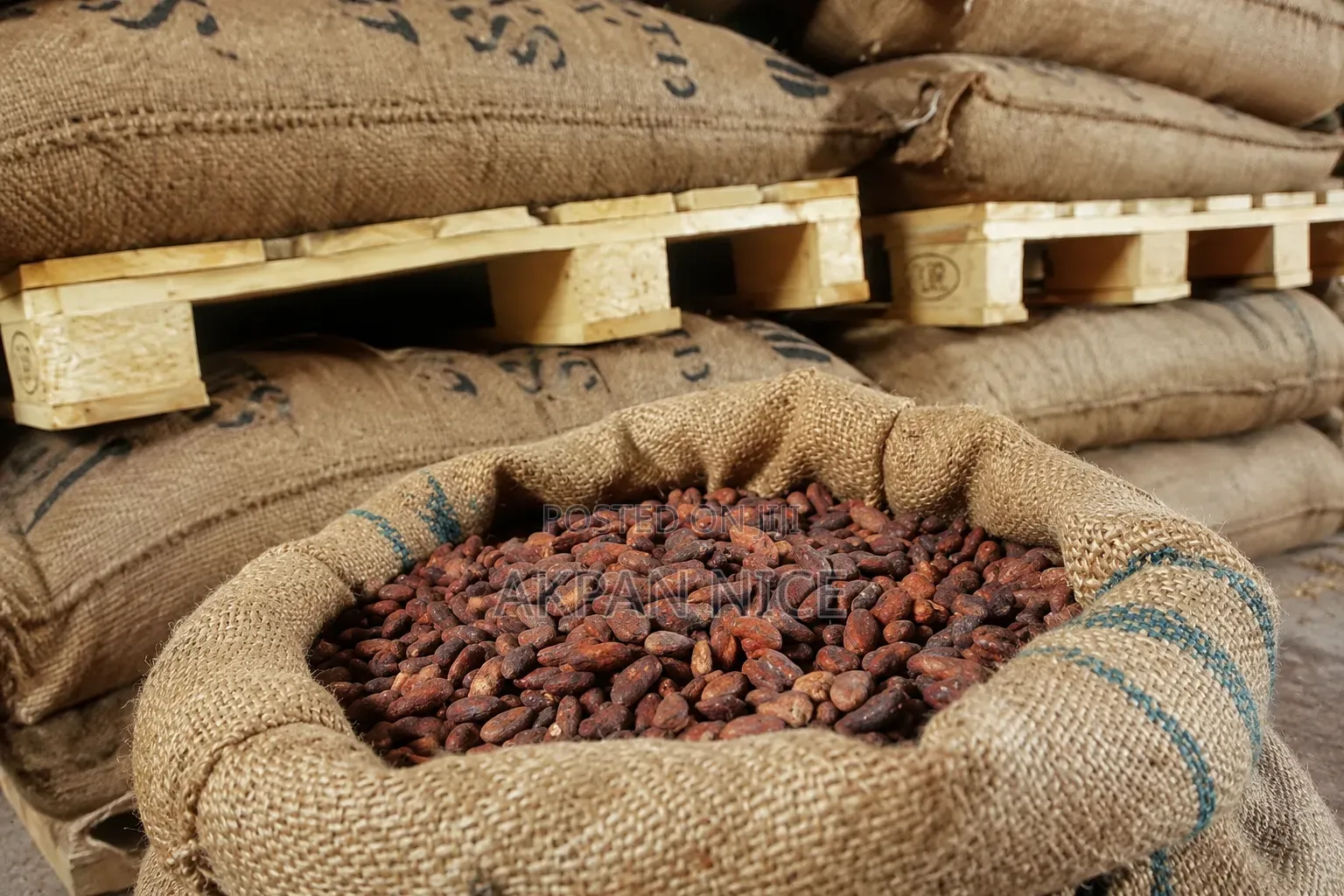 Premium Coco Bean