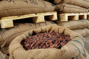Premium Coco Bean