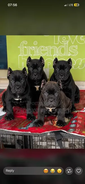 1-3 months Male Purebred Cane Corso