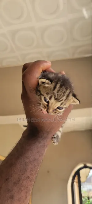 0-1 month Female Mixed Breed American Shorthair