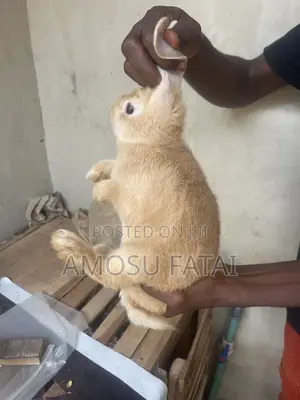 Palomino Rabbit and New Zealand