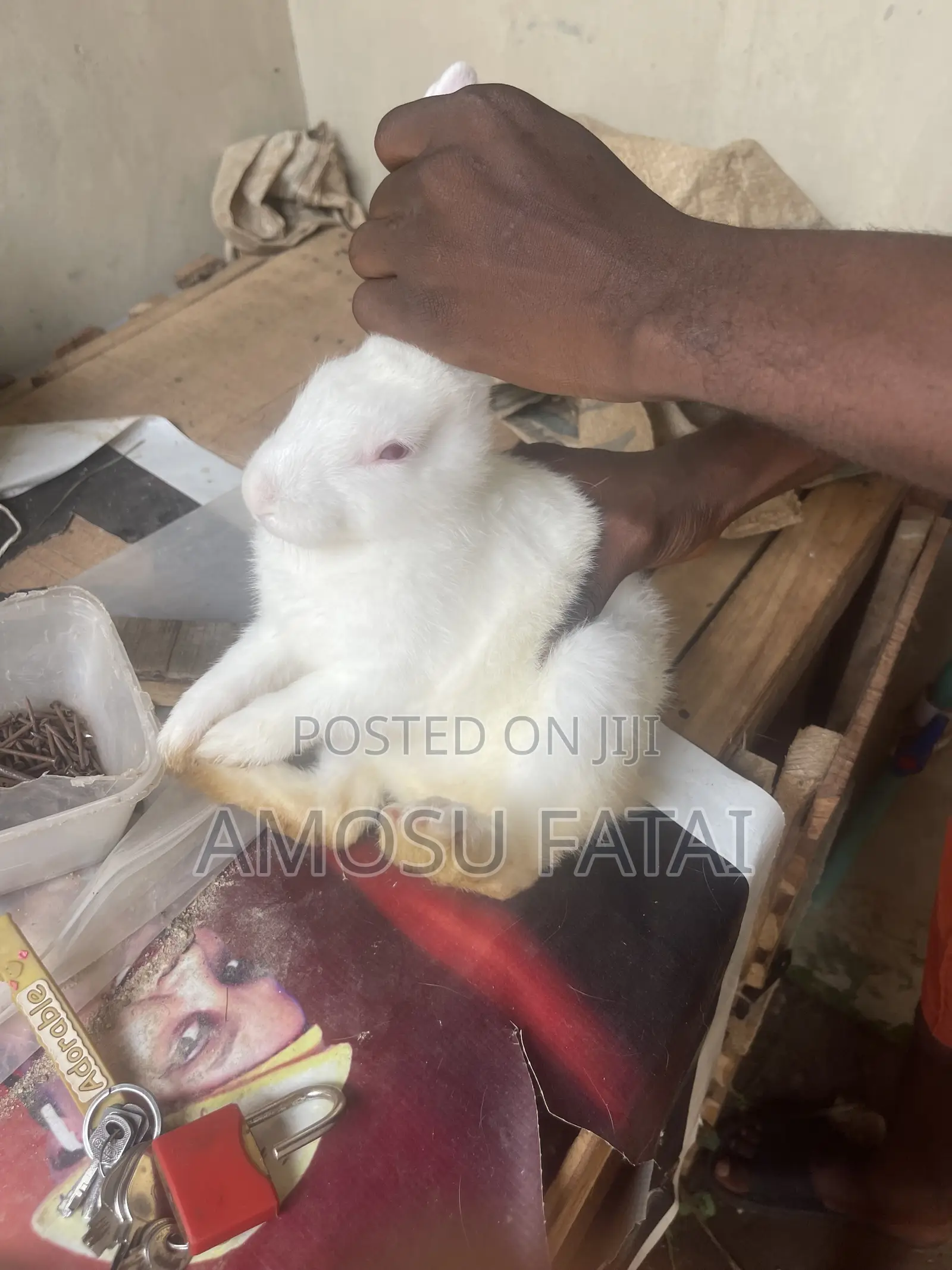 Rabbit Seller