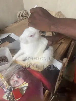 Rabbit Seller