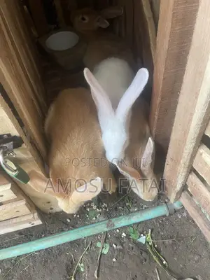 Rabbit Seller