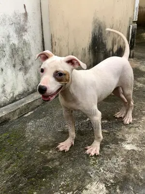 6-12 months Male Purebred American Pit Bull Terrier