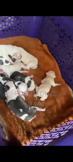 0-1 month Female Purebred American Pit Bull Terrier