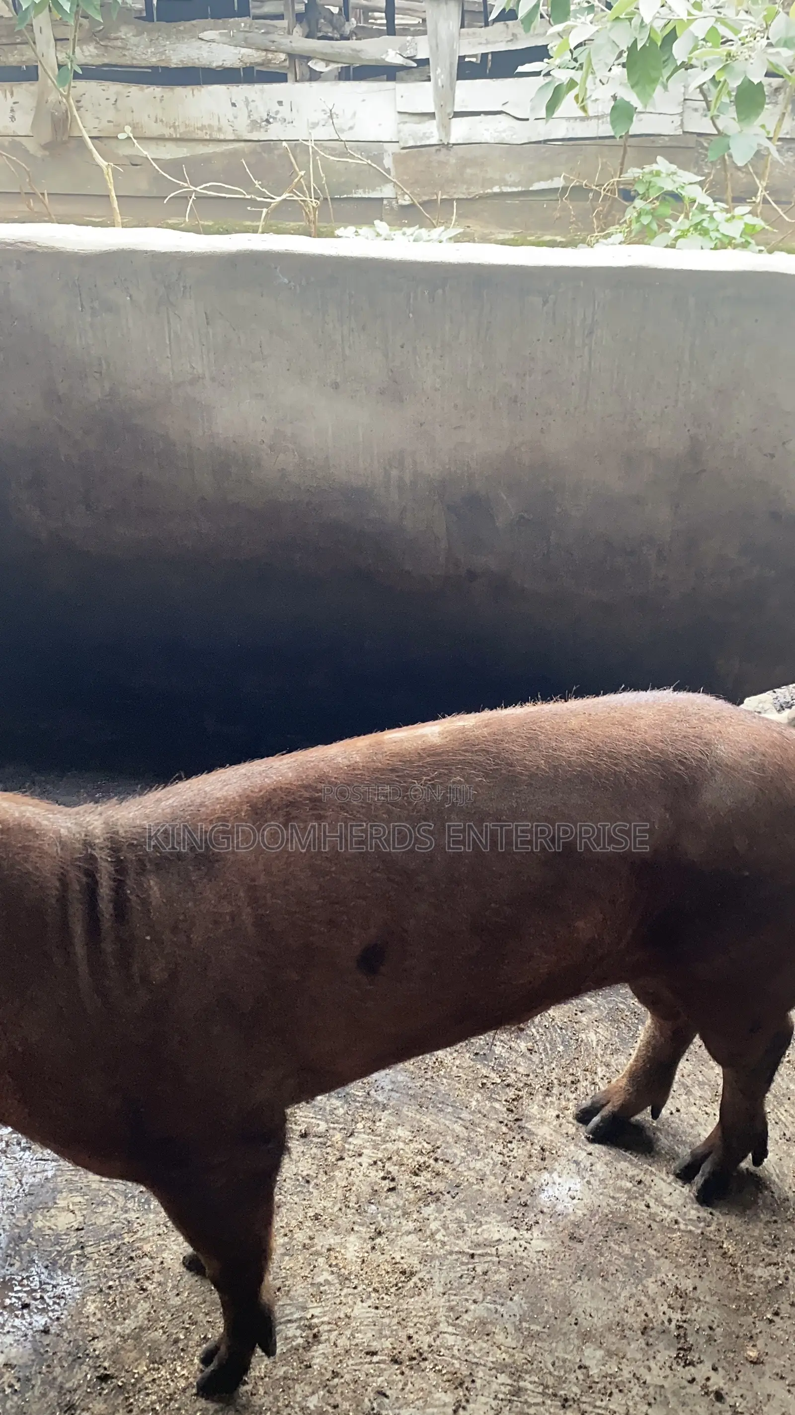 Original Duroc Breed Available