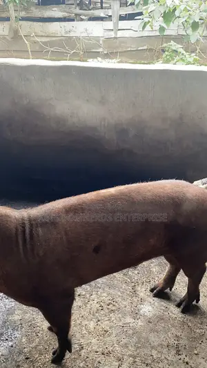 Original Duroc Breed Available