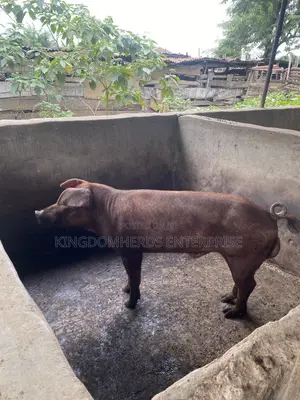 Original Duroc Breed Available