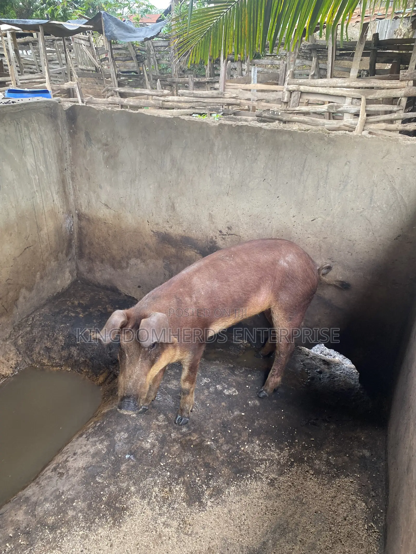 Original Duroc Breed Available