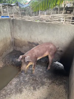 Original Duroc Breed Available