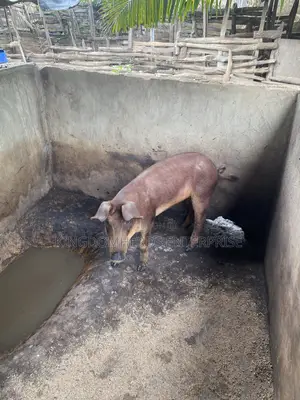 Original Duroc Breed Available