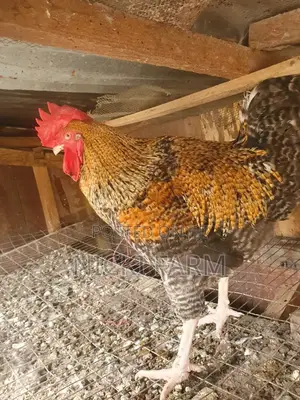 Farm Animal