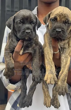 1-3 months Female Purebred Boerboel