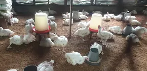 Frozen/Process Chicken