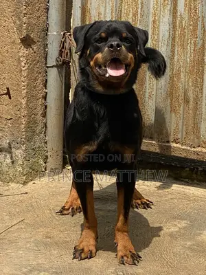 1+ year Male Purebred Rottweiler
