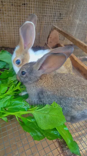 Grower Rabbit