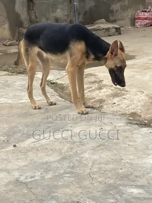 1+ year Female Purebred German Shepherd