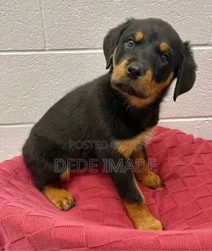 1-3 months Male Purebred Rottweiler