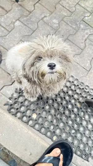 6-12 months Male Purebred Lhasa Apso